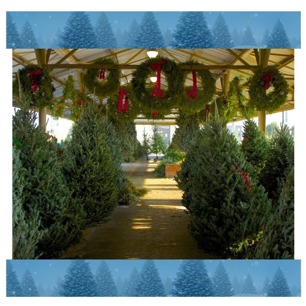 A covered outdoor area decorated with large green wreaths with red ribbons and lined with rows of evergreen Christmas trees for sale. The scene is framed with a blue pine tree border.